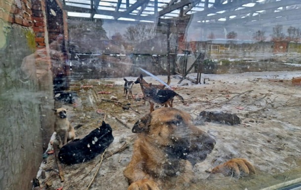 Поліція перевіряє інформацію про знущання з тварин у притулку на Київщині