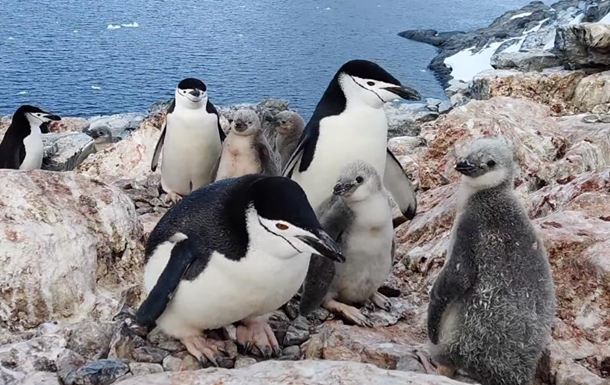 Украинские полярники показали детенышей антарктических пингвинов