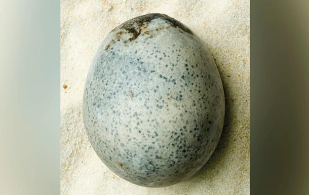 У Британії знайшли неушкоджене яйце, якому майже дві тисячі років
