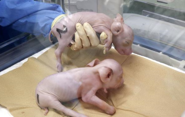 В Японії вчені вивели перших свиней для трансплантації людських органів