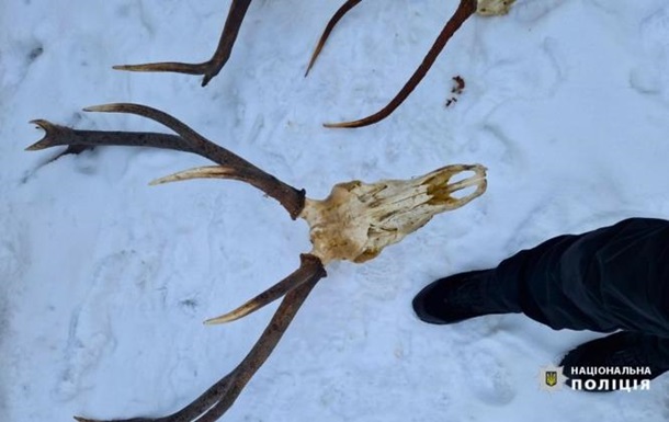 На Прикарпатье нашли останки убитого благородного оленя