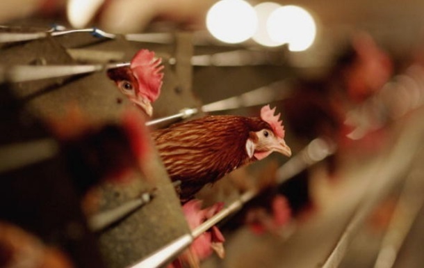 В Дании из-за вспышки птичьего гриппа уничтожат 20 тысяч кур
