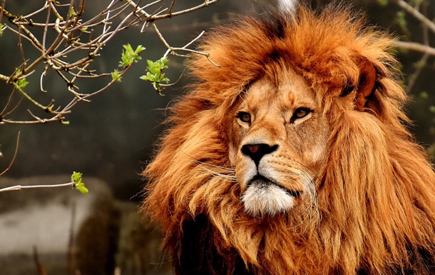 У Нігерії лев напав на працівника зоопарку, який доглядав його 10 років