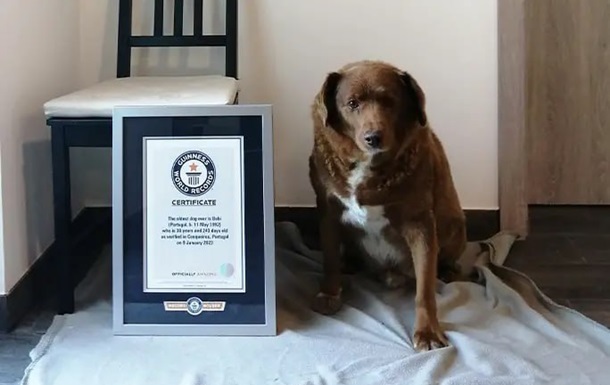 Португальского пса Боби лишили статуса самой старой собаки мира