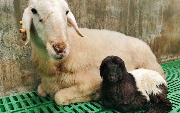 Китайские ученые впервые клонировали тибетских коз