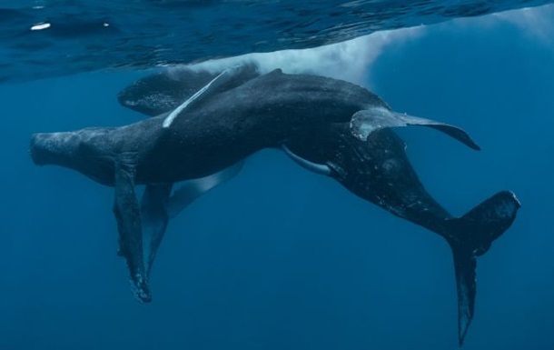 Вперше на камеру потрапило спарювання горбатих китів. Обидва самці