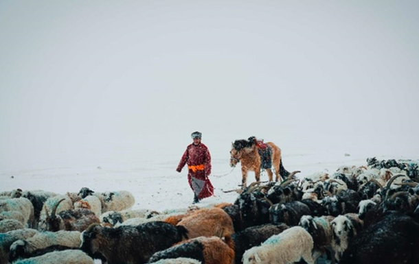 В Монголии из-за суровой зимы погибли почти пять миллионов животных
