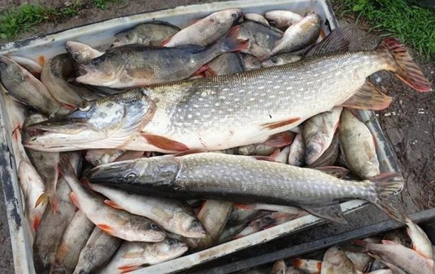 Риболовля на мільйон: які санкції передбачені за незаконно добуту рибу
