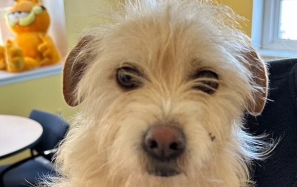 В США нашли собаку, которая пропала девять месяцев назад