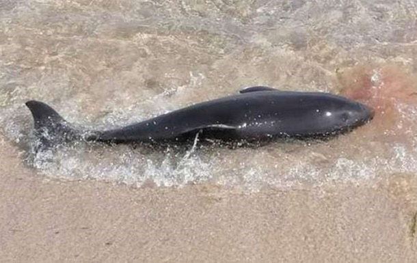 У Чорному морі через війну за місяць загинули 130 дельфінів