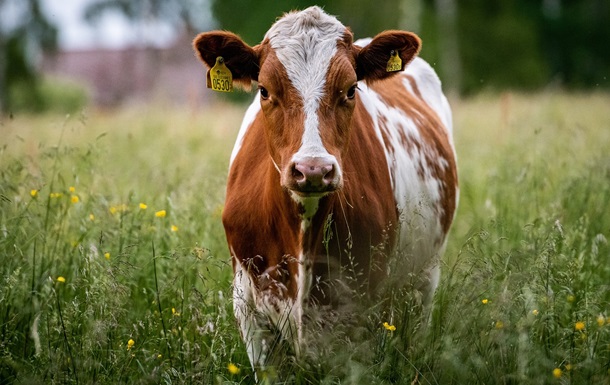 Жителям Франции могут запретить жаловаться на мычание коров