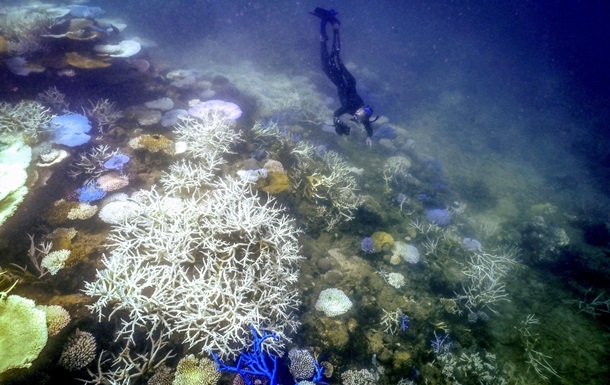 Ученые зафиксировали масштабное обесцвечивание коралловых рифов в мире