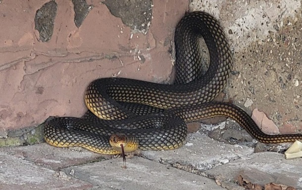 В Одессе змея напугала жильцов дома и укусила директора зоопарка