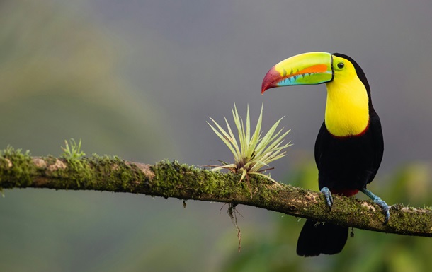 Коста-Рика закрила всі свої державні зоопарки 