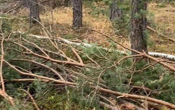 В Ровенской области незаконно вырубили деревьев на 13 млн