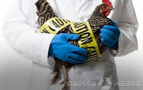 Зафіксовано першу в світі смерть людини від нового штаму пташиного грипу