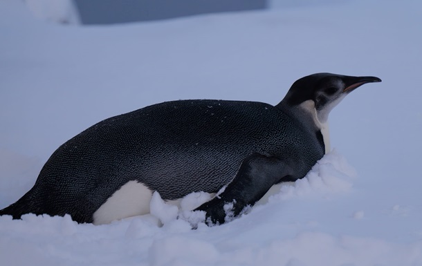 Станцию ​​Академик Вернадский посетил императорский пингвин