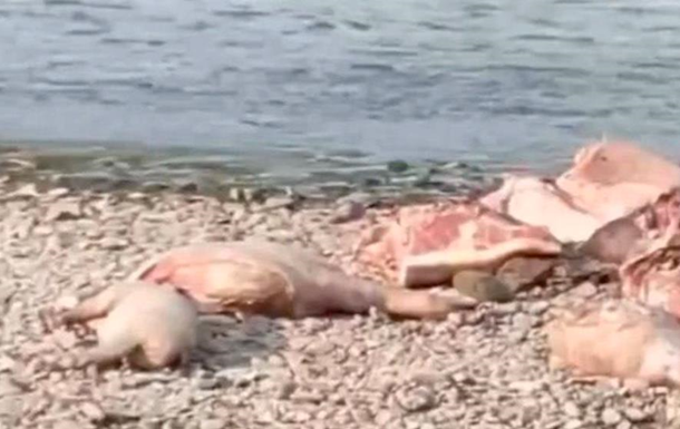 В Черновцах на берегу реки обнаружили туши свиней с африканской чумой