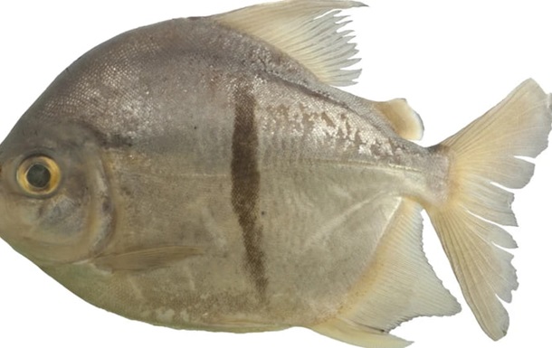 Ученые обнаружили новый вид рыбы