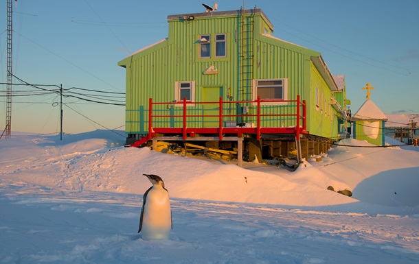 Станцию Академик Вернадский во второй раз посетил императорский пингвин