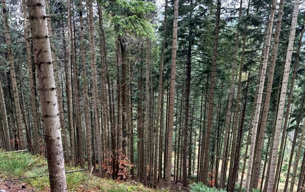 На Буковине разоблачили незаконную вырубку леса в Нацпарке
