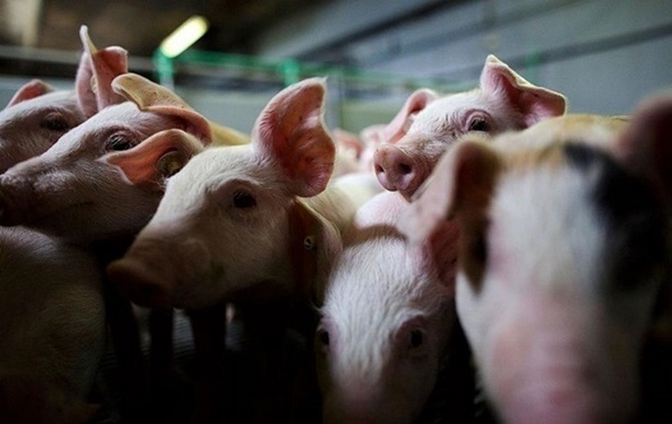 В Бериславском районе Херсонщины обнаружили вирус африканской чумы свиней
