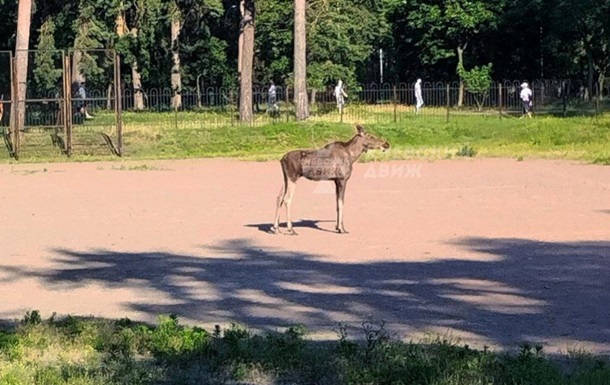 В Киеве в парке Партизанской славы заметили лося