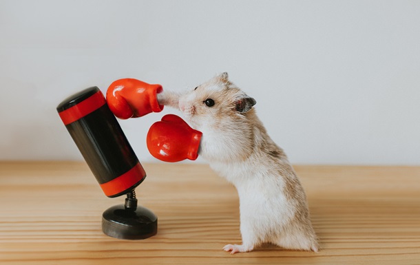 Владельцем криптоигры Hamster Kombat оказался россиянин