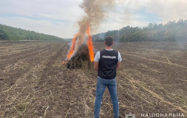 На землі державного лісового фонду знищили плантацію конопель