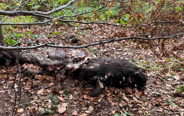 На Львівщині браконьєри вбили двох зубрів