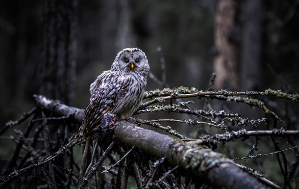 Гороскоп для знаков зодиака на 21 января 2025 года