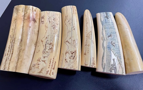 Київські митники вилучили бивні моржа, які прямували до США