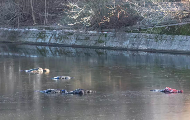 У Берліні поліцейські  рятували  ляльок у каналі