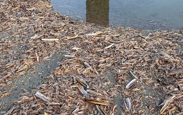 Миллионы мидий замерзли на пляже немецкого острова Нордернай