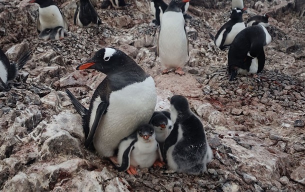Украинские полярники обнаружили уникальную семью пингвинов в Антарктиде