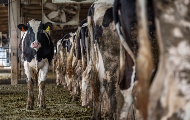 В США коровы заразились новым штаммом птичьего гриппа