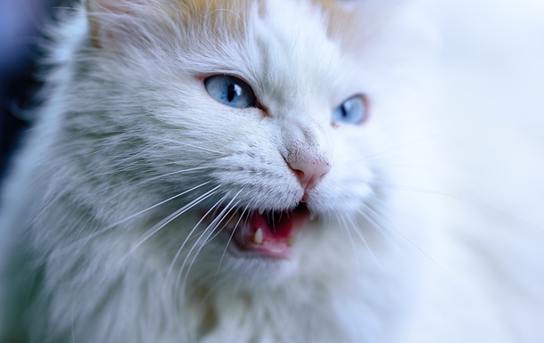 Гороскоп для знаков зодиака на выходные 8-9 февраля 2025 года