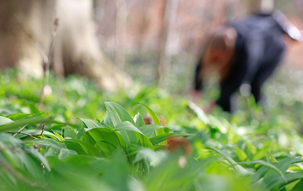 В Германии будут судить россиян, которые собирали черемшу для продажи в РФ