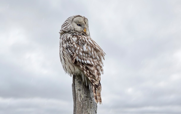Гороскоп для знаков зодиака на 26 февраля 2025 года