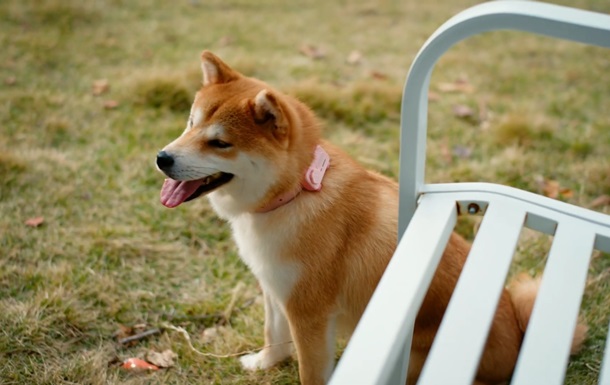 Представлено перший в світі  смартфон для домашніх тварин 