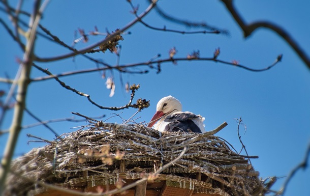 Гороскоп для знаків зодіаку на вихідні 8-9 березня 2025 року