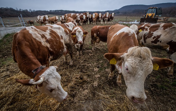 Украина ограничила ввоз товаров из Венгрии из-за вспышки ящура