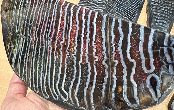 Таможенники предотвратили контрабанду зубов мамонтов, замаскированных под декор