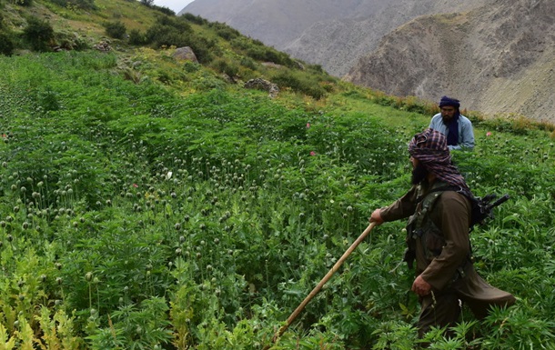 За три года цены на опиум в Афганистане выросли в десять раз - ООН