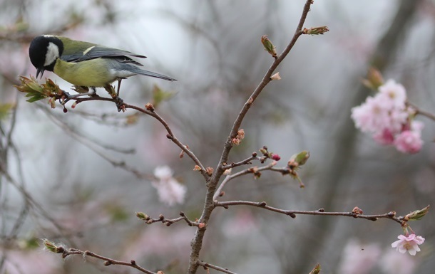 Вихідні в Україні будуть теплими, місцями дощі
