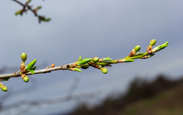 В Украину возвращается весна: потеплеет до +17°C