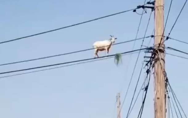 В Бразилии коза залезла на электропровод за травой