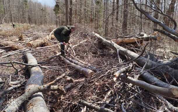 В Закарпатье вырубили пралес для строительства дороги