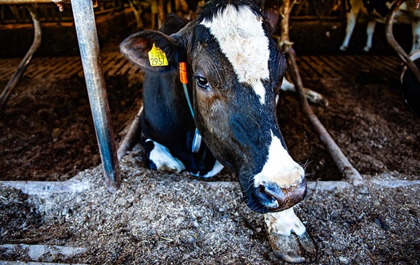 Українців попередили щодо захворювання тварин на ящур і блутанг