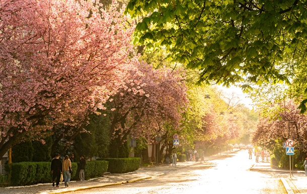 В Ужгороде начался пик цветения сакур